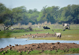 bharatpur